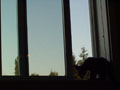 early evening in the window.jpg